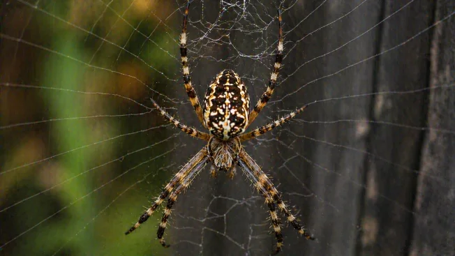 Arachnophobia: What Your Fear of Spiders Reveals About You, According to Psychology PsyTheater